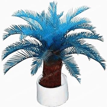 Blue Cycas Seeds for Planting – Organic, Heirloom, Non-GMO Plant Seeds