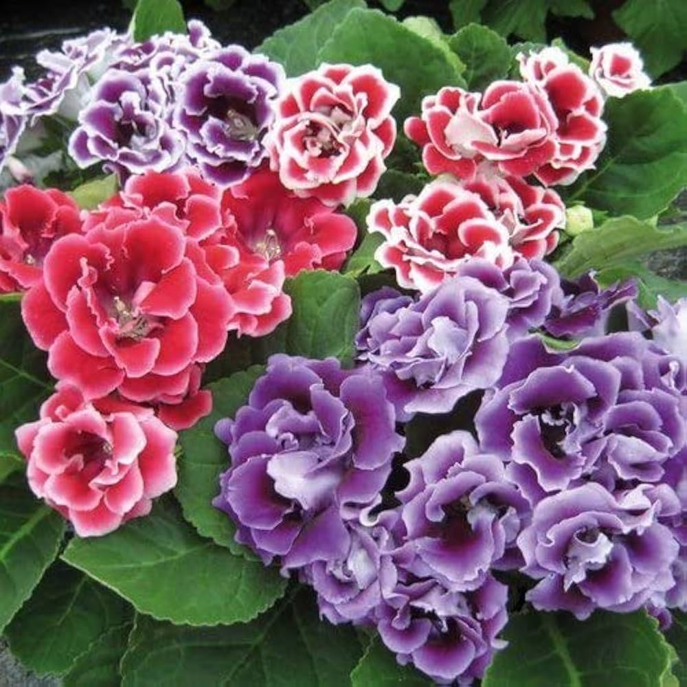Gloxinia seeds producing soft, bell-shaped flowers in velvety textures and rich colors, perfect for indoor pots and shaded areas