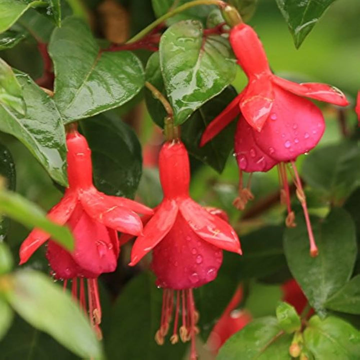 Heirloom Non-GMO Fuchsia Flower Seeds for Planting – Vibrant Hanging Ornamental Garden Blooms