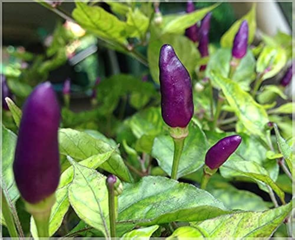 Black pepper Piper nigrum Cobra seeds for planting in tropical backyard gardens or large containers
