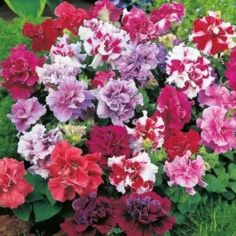 Double Leaves Petunia Flower - for planting in home garden