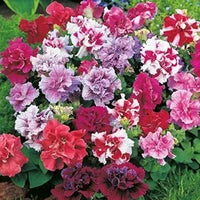 Double Petal Petunia Flower Seeds – Compact Variety