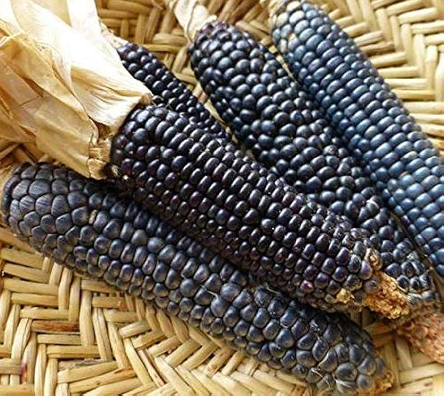 Jerry Petersen Blue – Organic Corn Seed