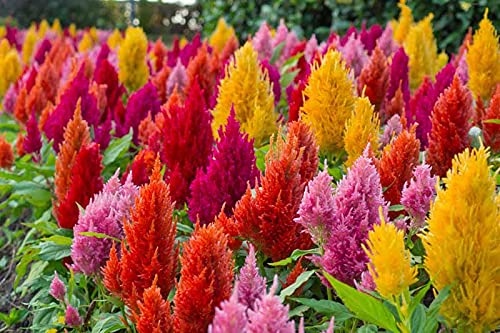 Celosia Spicata Flower Seeds Mixed Colors