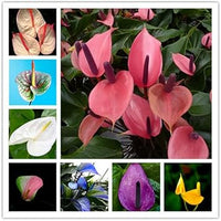 Multi-Colour Anthurium Flower Seeds for Planting Tropical - Non GMO seeds