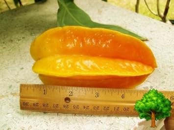 Yellow Averrhoa Carambola (Starfruit) Fruit Seeds for Planting - Tropical Starfruit for Your Beautiful Home Garden