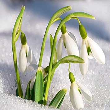 White Snowdrop Flower Seeds – Heirloom, Non-GMO Flower Seeds for Planting