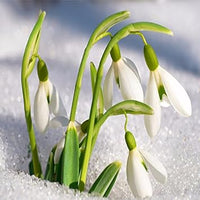 White Snowdrop Flower Seeds – Heirloom, Non-GMO Flower Seeds for Planting