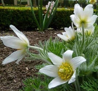 White Pasque Flower Seeds – Heirloom Non-GMO Perennial Seeds for Vibrant Garden Displays