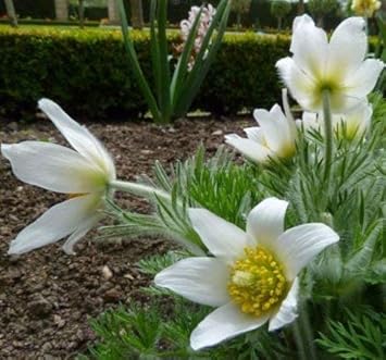 White Pasque Flower Seeds – Heirloom Non-GMO Perennial Seeds for Vibrant Garden Displays