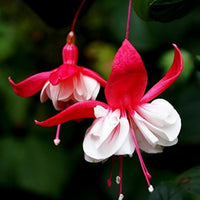 Fuchsia Red Lantern Perennial Flower Seeds