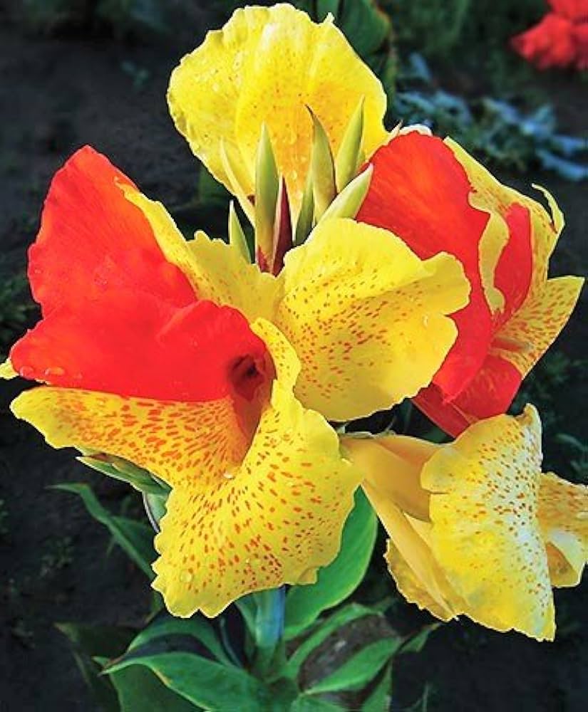 Cleopatra Dwarf Canna