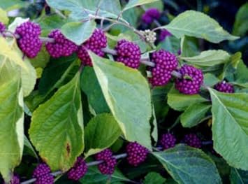 Purple Callicarpa Fruit Seeds - Vibrant and Beautiful Berries for Landscaping 100 pcs