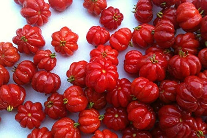 Portal Cool Pitanga Fruit Seeds Suriname Brazilian Cherry - Tropical and Tart Pitanga Fruit for Your Garden