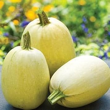 Yellow Spaghetti Squash Cucurbita pepo seeds for home garden planting