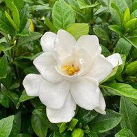 White Gardenia Jasminoides Flower Seeds for Planting | Heirloom, Non-GMO, Organic Seeds