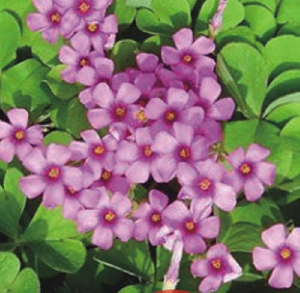 Lila mini glockenblumen (bellflower) grown from seeds with delicate lilac bell-shaped blossoms