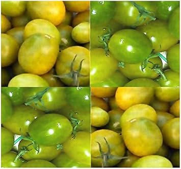 Green Tomato Seeds for Planting - 100 pcs