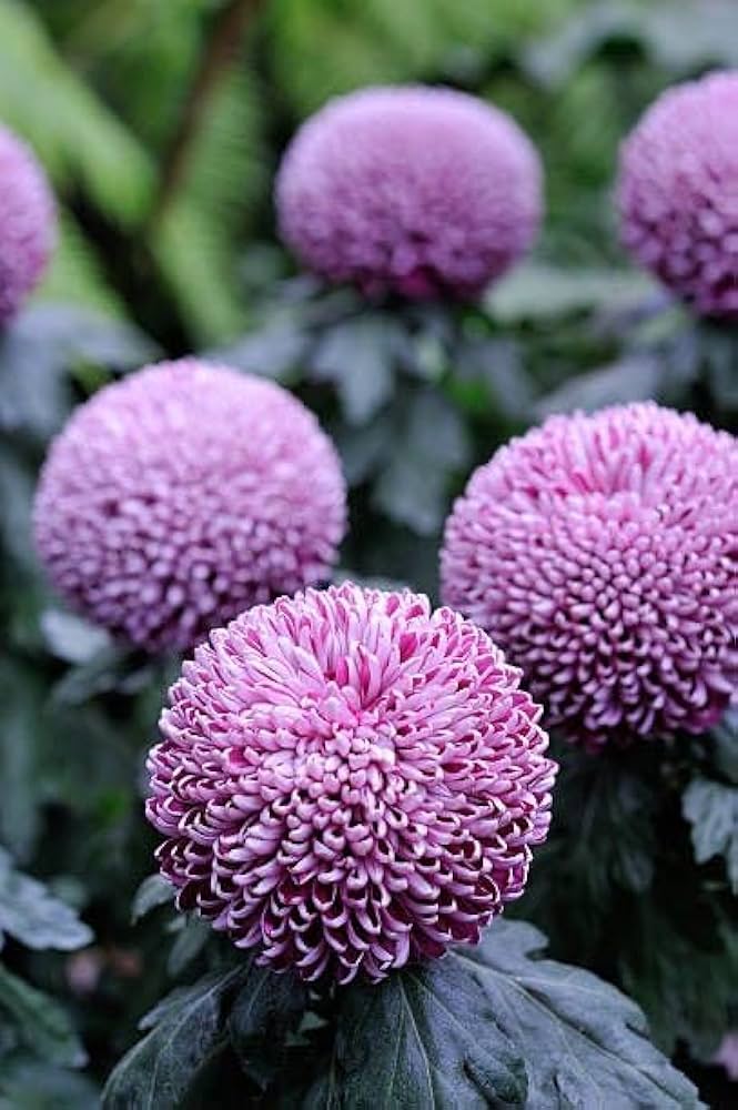 Flower Herb Garden Marigold Chrysanthemum Seeds