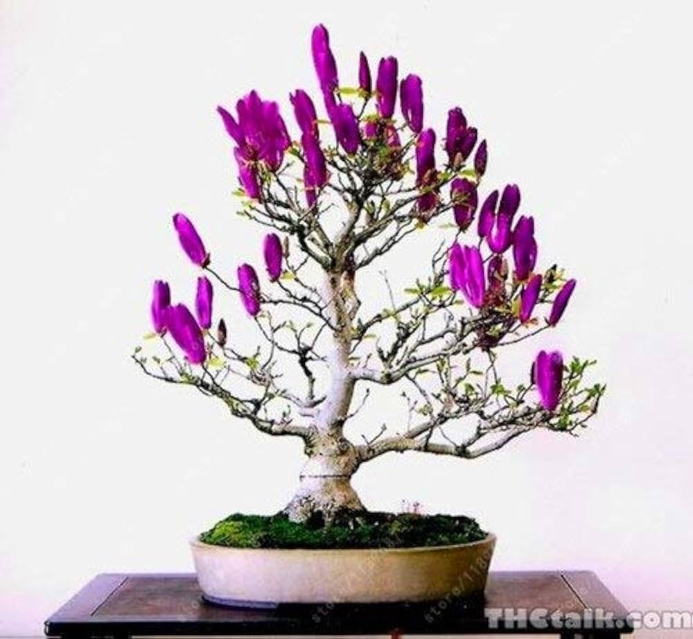 Magnolia bonsai seeds growing into mini versions of the classic magnolia with fragrant pink or white blossoms for indoor or outdoor use