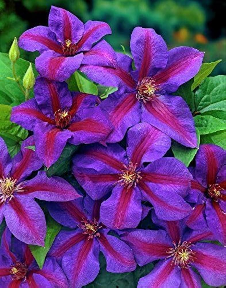 Clematis Florida Thunb Violet Climbing Flower - for planting in home garden