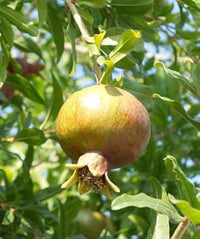 Green Pomegranate Fruit Seeds for Planting - Delicious Harvests, Heirloom & Non-GMO Seeds