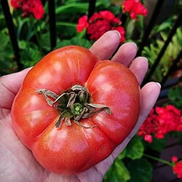 Huge Tomato Seeds for Planting, Red, 100 pcs