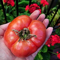 Huge Tomato Seeds for Planting, Red, 100 pcs