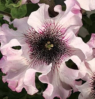 Petunia- Superbissima Alba