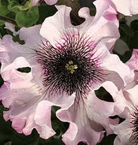 Petunia- Superbissima Alba