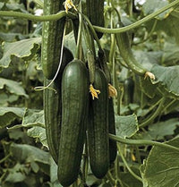 Katrina – Organic Cucumber Seed