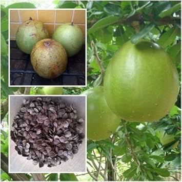 Green Crescentia Cujete Fruit Seeds - 70pcs, Exotic Tropical Tree for Your Yard 100 pcs