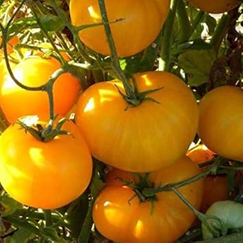 Tomato Seeds for Planting, Yellow, 100 pcs