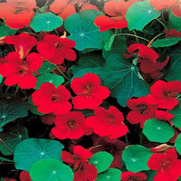Nasturtium- Empress of India