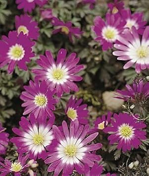 Heirloom Non-GMO Pink Blanda Star Flower Seeds for Garden Planting – Delicate Daisy-Like Bloom