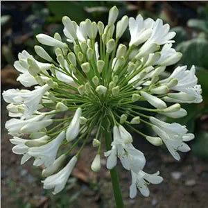 Heirloom Non-GMO Agapanthus Flower Seeds for Planting – Lily of the Nile Elegant Garden Blooms