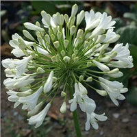Heirloom Non-GMO Agapanthus Flower Seeds for Planting – Lily of the Nile Elegant Garden Blooms