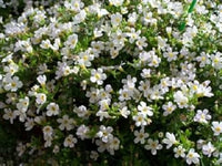 Heirloom Non-GMO White Bacopa Plant Seeds for Trailing Garden and Hanging Basket Planting