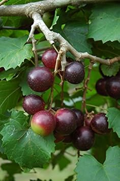 Green Grape Fruit Seeds Perfect for Growing Your Own Vineyard - Heirloom & non GMO seeds