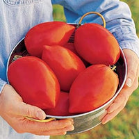 Big Tomato Seeds for Planting, Red, 100 pcs