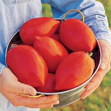 Huge Tomato Vegetable Seeds for Planting – Red Heirloom Variety 100 pcs