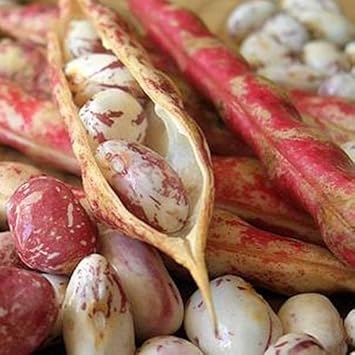 Pink White Bean Pinto Vegetable Seeds for Planting heirloom & Non-GMO Seeds