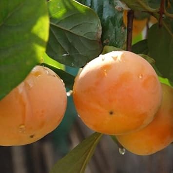 Diospyros Fruit Diospyros kaki seeds for backyard orchard planting