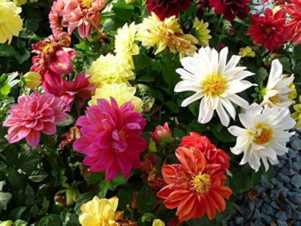 Opera Mix pygmy flower seeds – compact blend of vibrant blooms