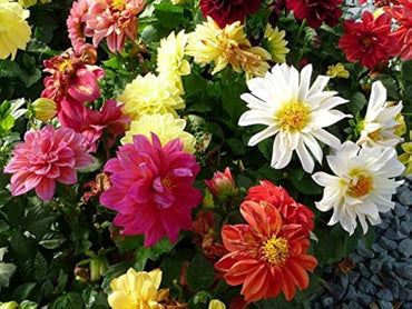 Opera Mix pygmy flower seeds – compact blend of vibrant blooms