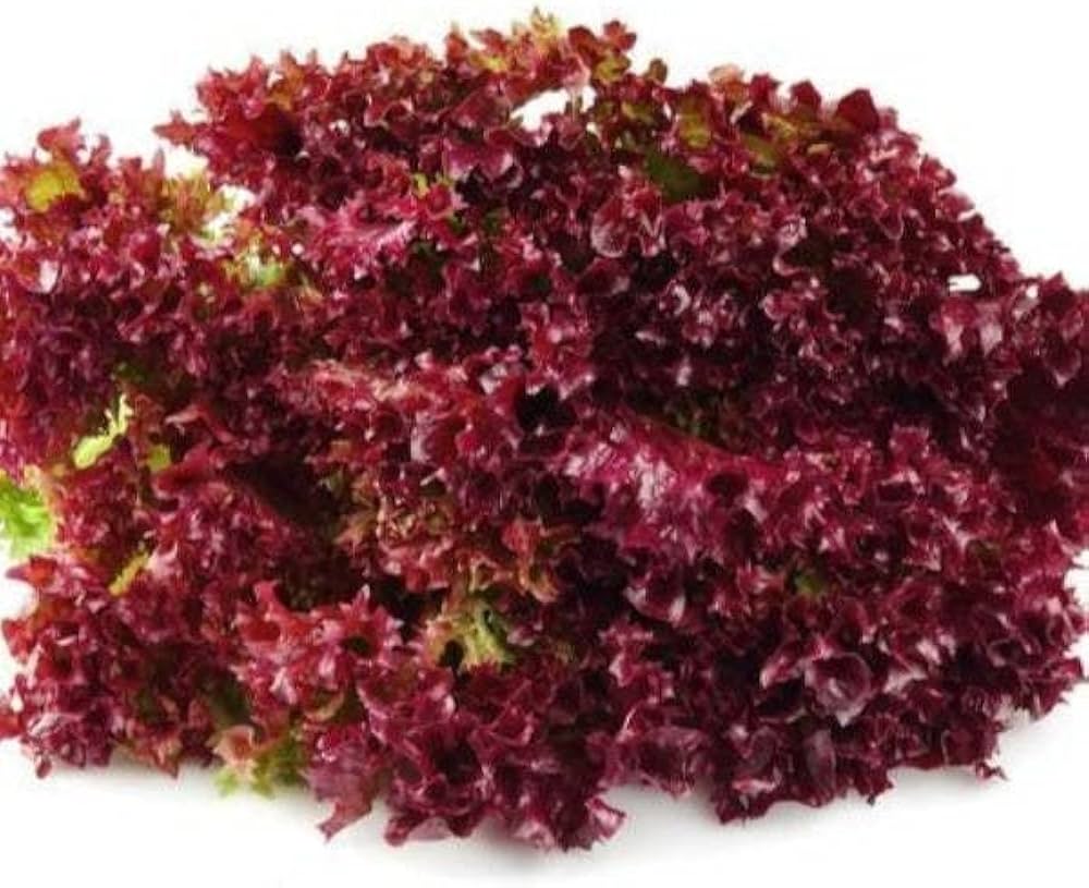Red Lollo Lettuce Heirloom Vegetable Seeds