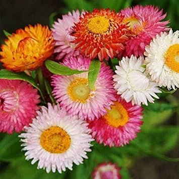 Strawflower Seeds – Heirloom Non-GMO Flower Seeds for Garden and Dried Floral Use
