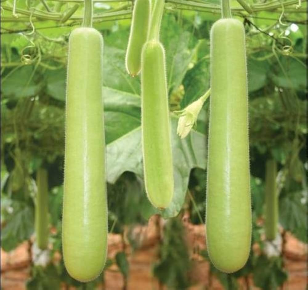 Bottle - Gourd for planting in home garden