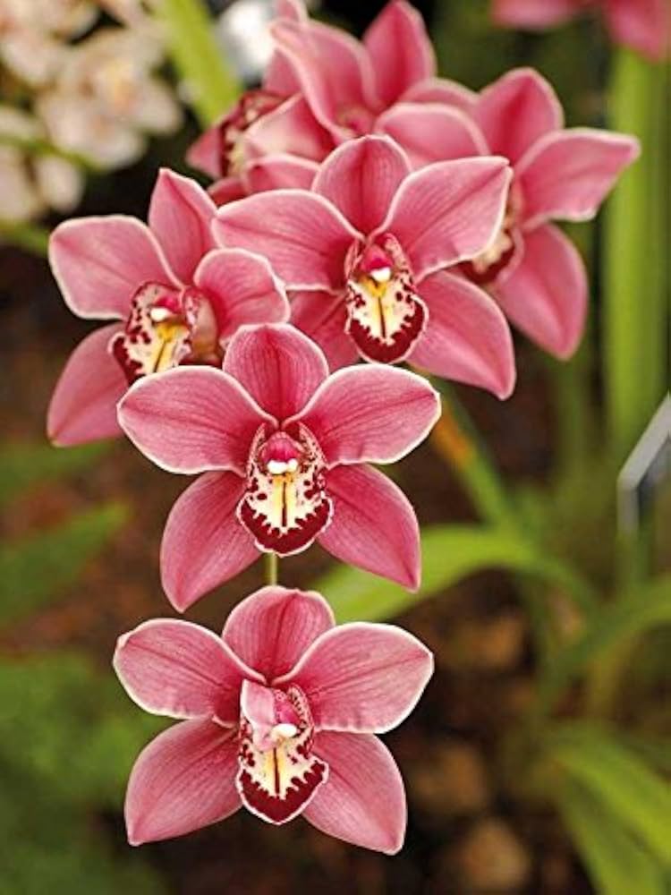 Cymbidium Faberi Elegant Ornamental Flower Seeds