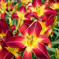 Hemerocallis Flowers Seeds Heirloom Non GMO Planting - 100